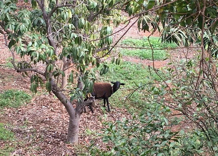 Hacienda La Extremena 기마르